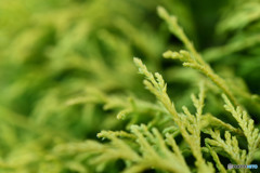 花その３
