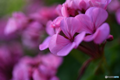 花その２