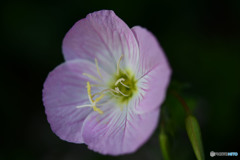 花その１