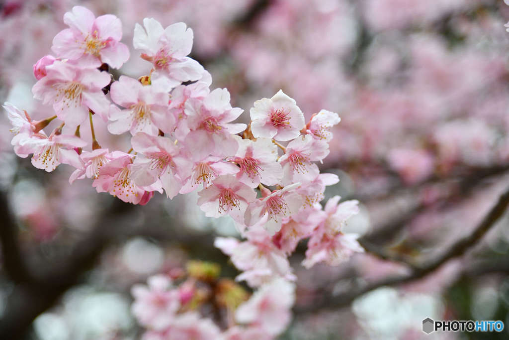 河津桜-2