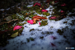 雪に散るサザンカ