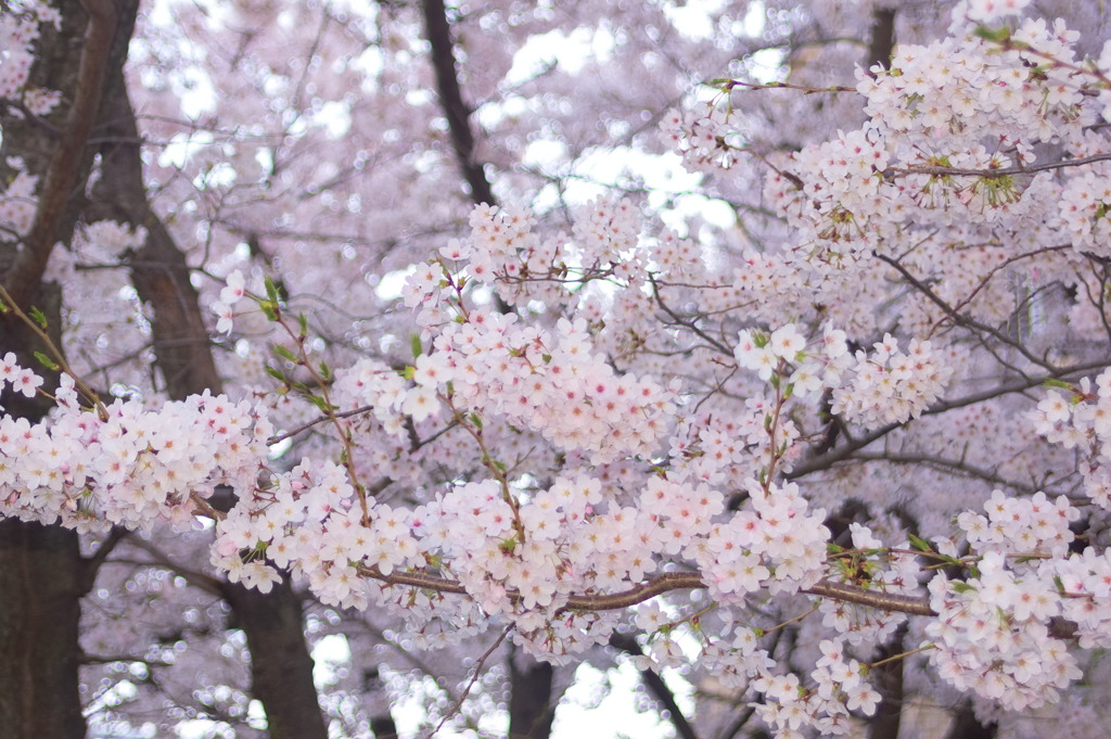 近所の桜 これ一枚撮ったらバッテリー切れた