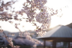 須磨寺公園の桜