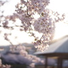 須磨寺公園の桜