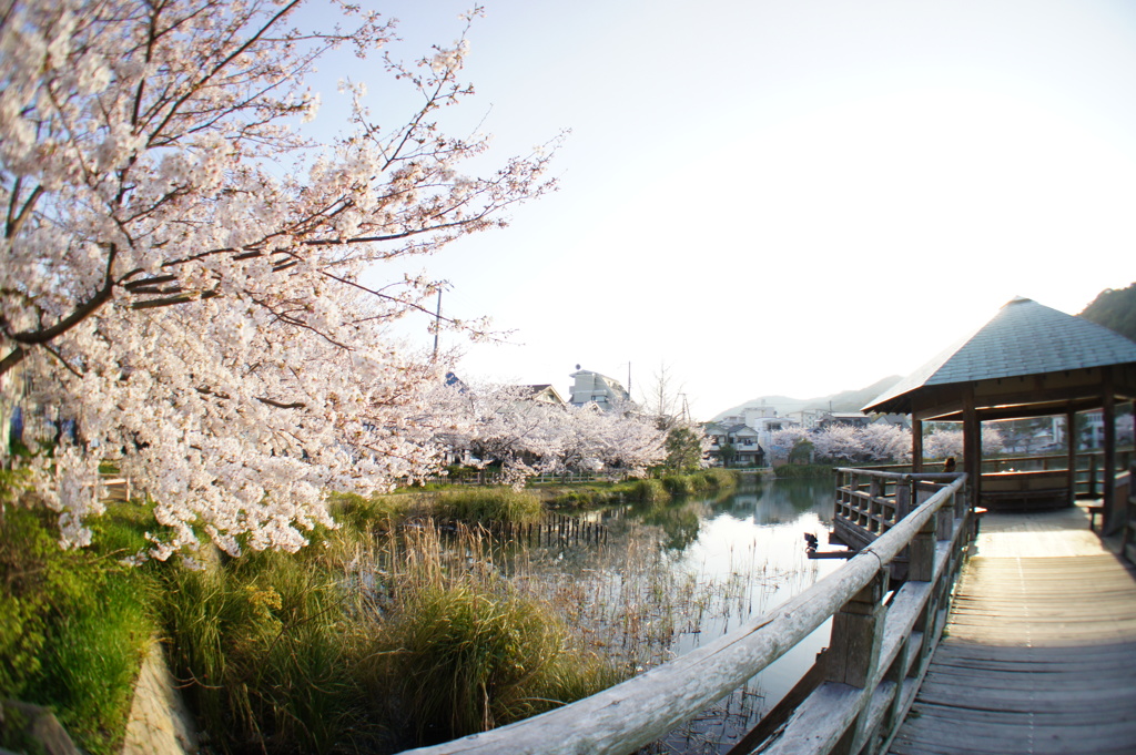 須磨寺公園の桜