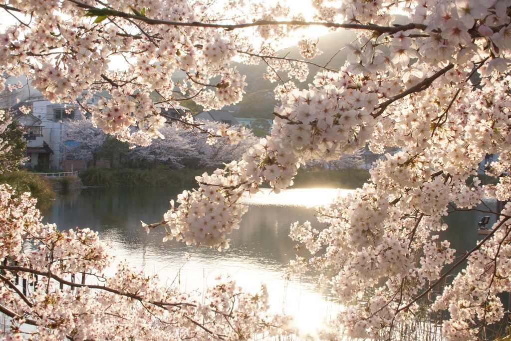 須磨寺公園の桜
