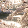 須磨寺公園の桜