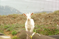 放し飼いになっていたヤギ