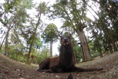奈良公園で鹿をみた