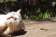 沖島でこびる猫
