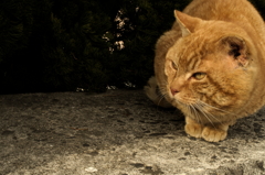 豊島のねこ