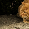 豊島のねこ