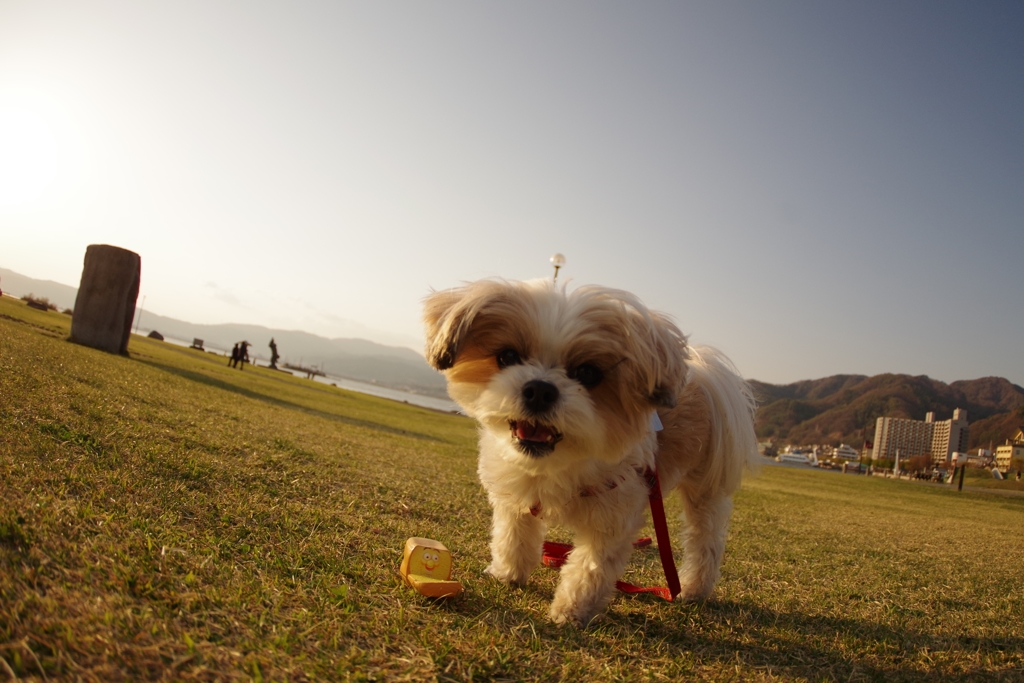 誰かの飼い犬が寄ってきた