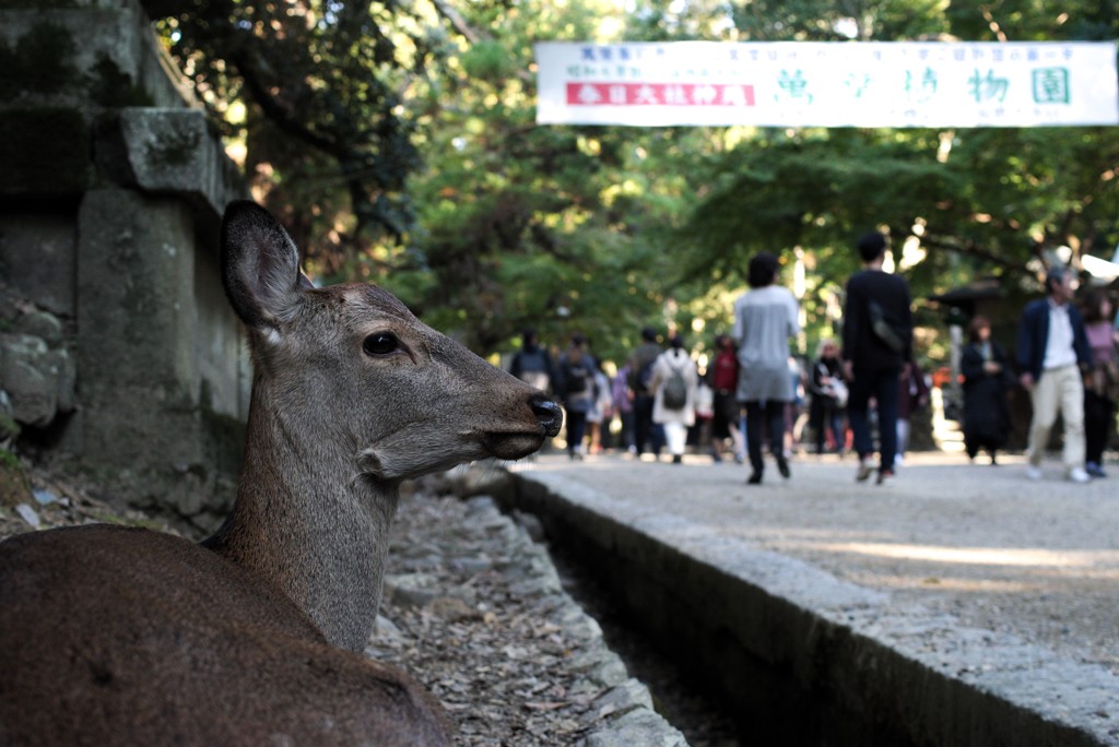 行きかう人をみる鹿