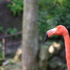 よだれ垂らしフラミンゴ