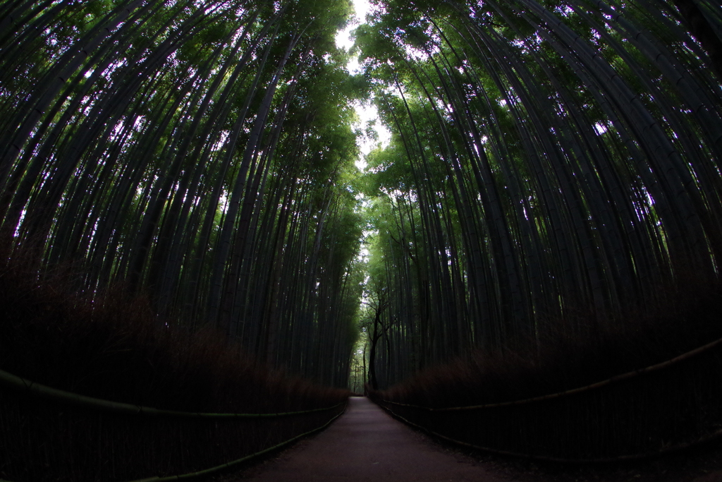 嵐山 竹林