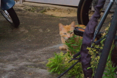 近所のねこ2
