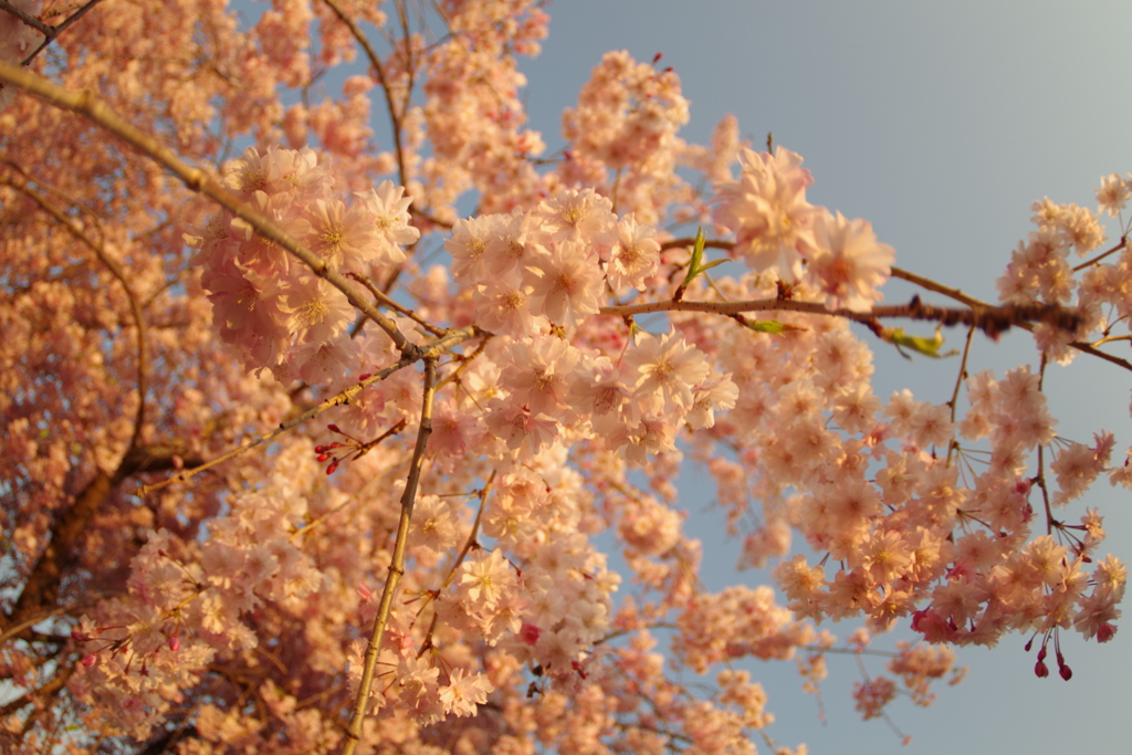 桜