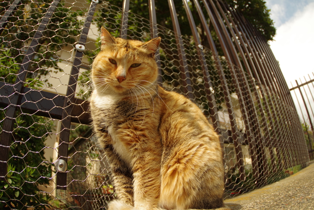 おすまし猫