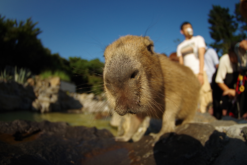 なんか寄ってきたカピバラ