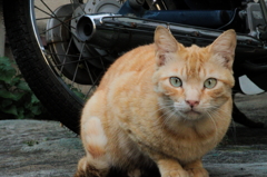近所のねこ1