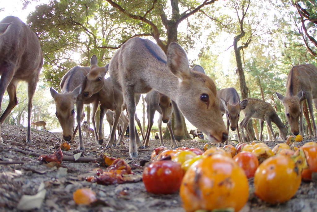 鹿 奈良公園 餌をくう
