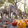 鹿 奈良公園 餌をくう