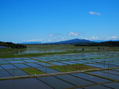 新発田の水田