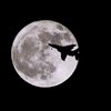 夜間飛行