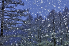 雪ほたる