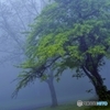 朝霧新緑