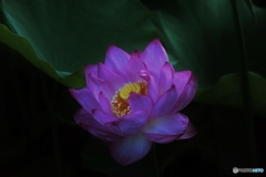 幻想の恋