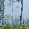 霧中白樺