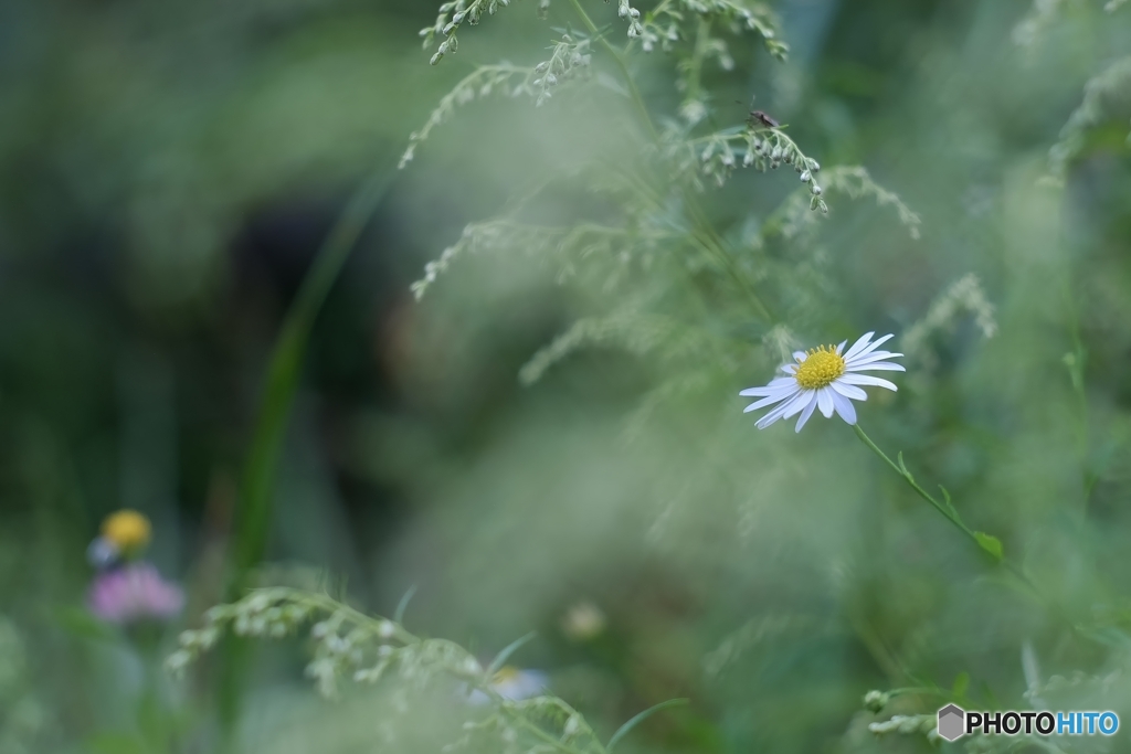 小さな花の迷い道