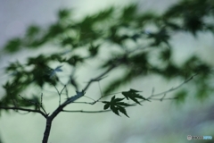 掌