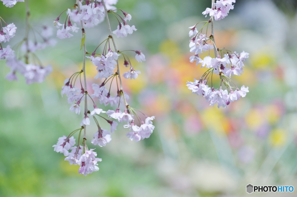 spring wind