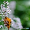 Autumn scent