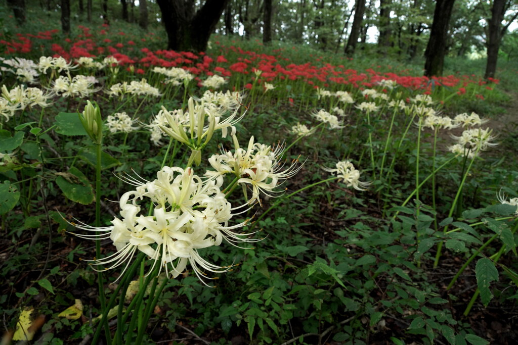 ヒガンバナの森
