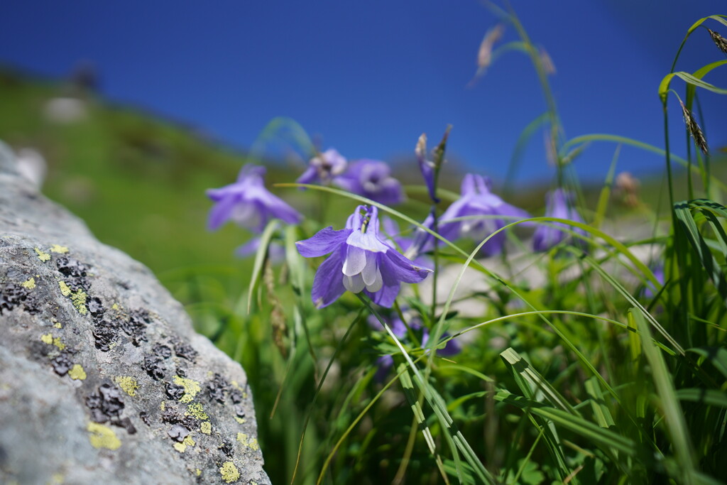 ミヤマオダマキ