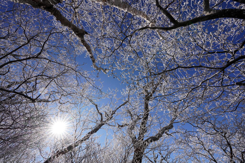 霧氷の空