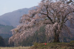 お地蔵さんと枝垂桜