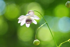 緑の木漏れ日と