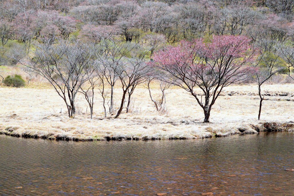 シンボルツリーの芽吹き