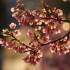 春の香り