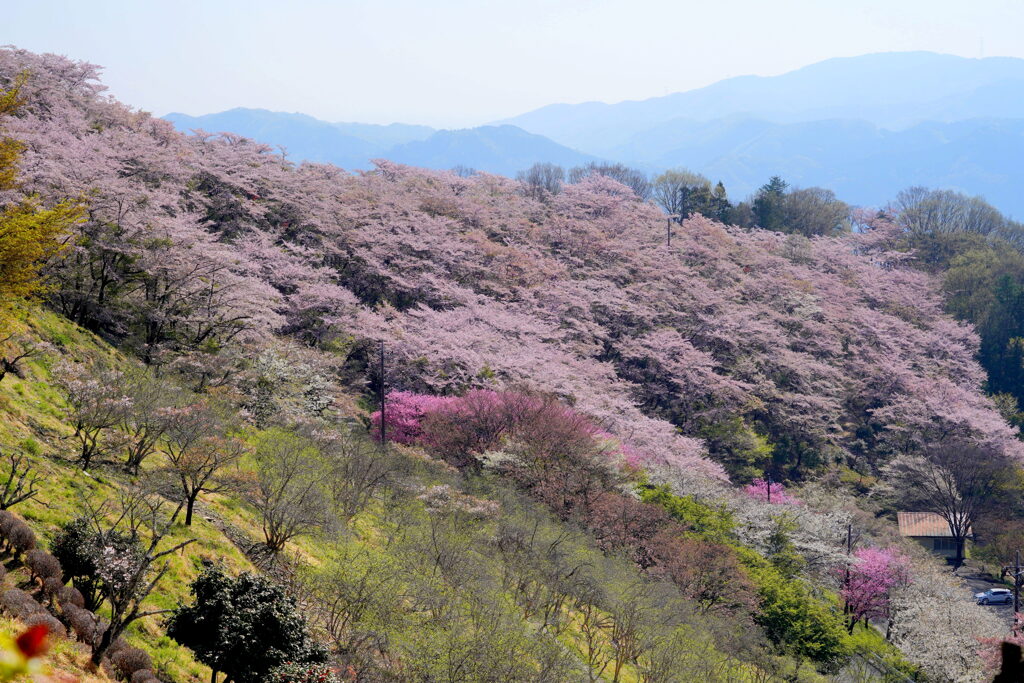 桜染まる尾根