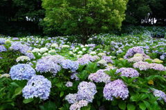 紫陽花の海