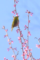 春に呼ばれて