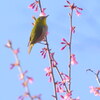春に呼ばれて