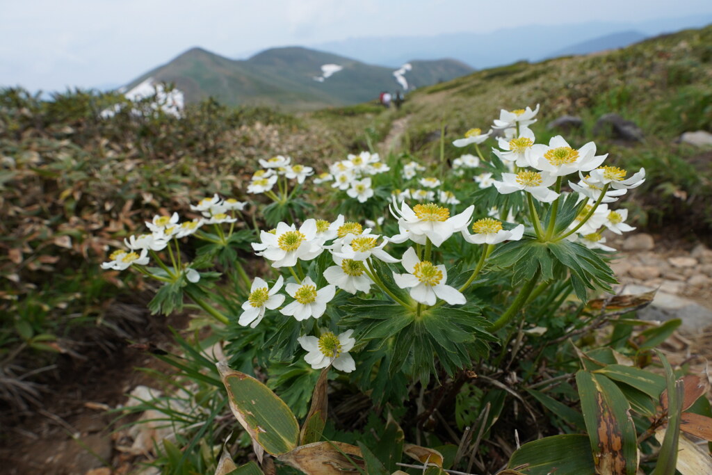 ハクサンイチゲ咲く平標山