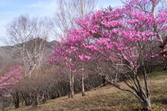 アカヤシオ咲く袈裟丸山